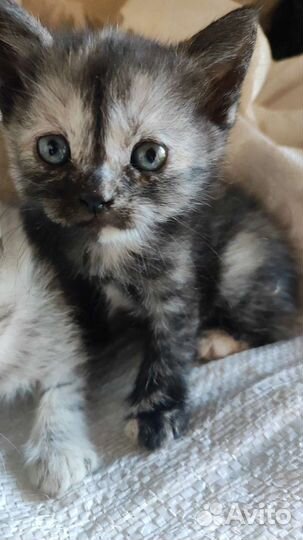 Персидская шиншилла