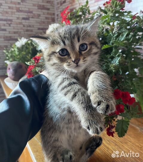 Самые красивые котятки