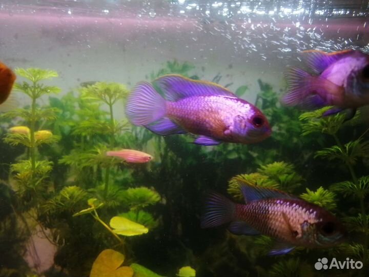 Аквариумные рыбки и растения