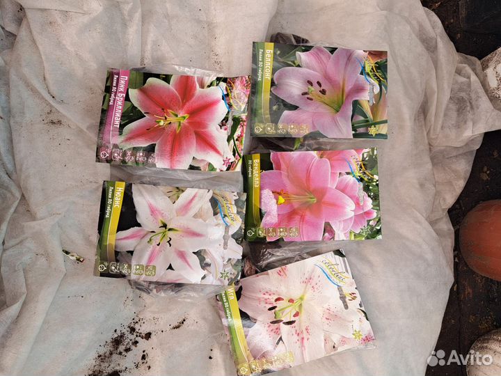 Цветы лилии луковицы