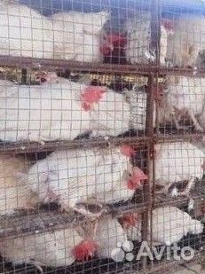 Куры молодки несушки