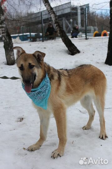 Ласковая девочка Винки грустит в приюте