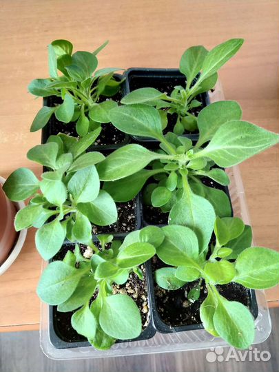 Комнатные растения