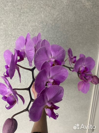Орхидея фаленопсис