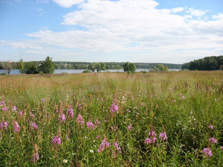 Участок 40 сот. (ИЖС)