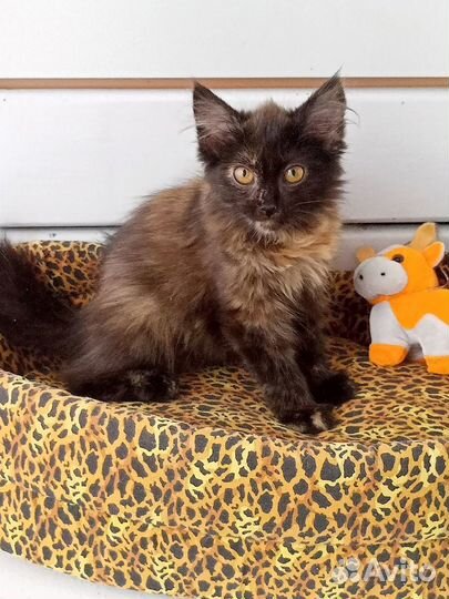 Ляля котенок девочка стерильна
