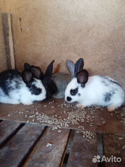 Крольчата