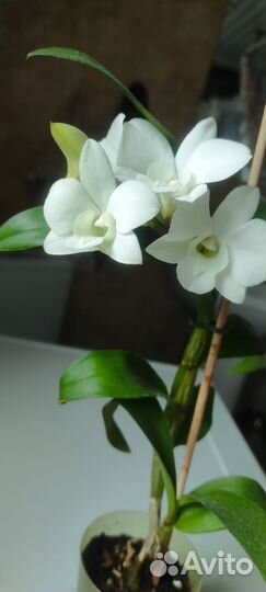 Орхидея дендробиум