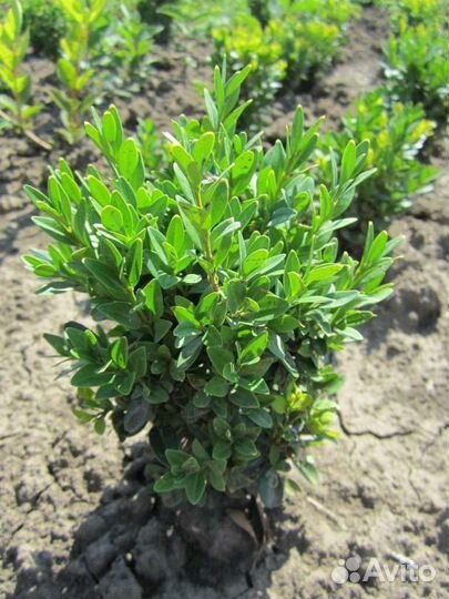 Саженцы самшита