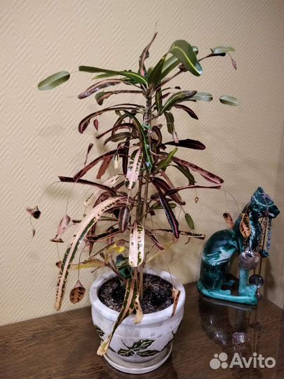 Кодиеум пестр.Victoria Golden Bell 