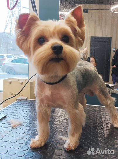 Модели для груминга