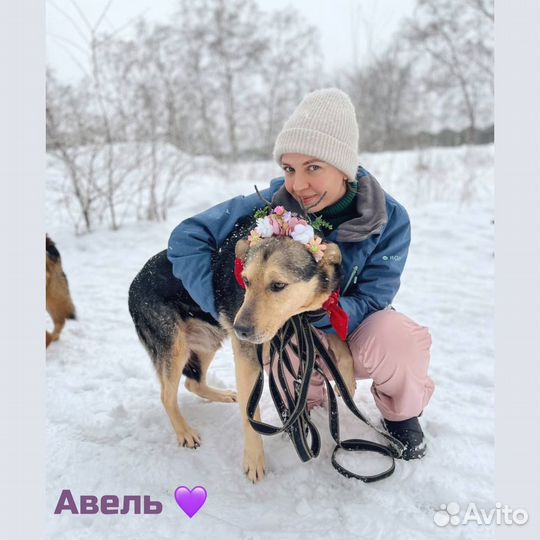 Собака в добрые руки