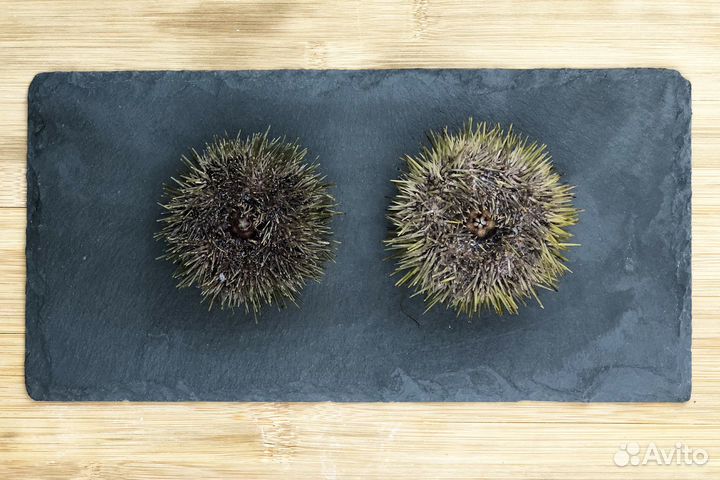 Морские ежи живые В наличии
