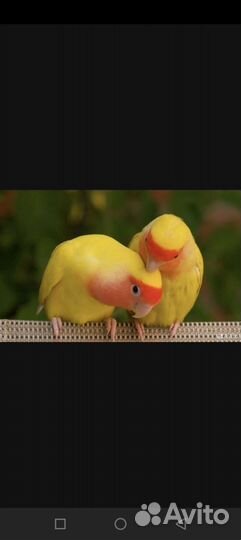 Продам попугаев