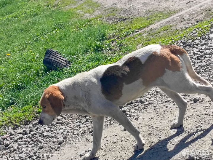 Русская пегая гончая