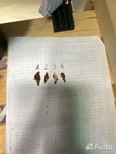 Алоказия ред секрет