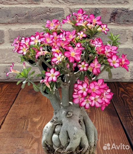 Комнатные цветы