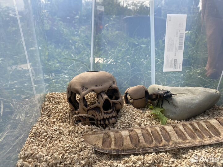 Мадагаскарский шипящий Продажа/Аренда/прокат