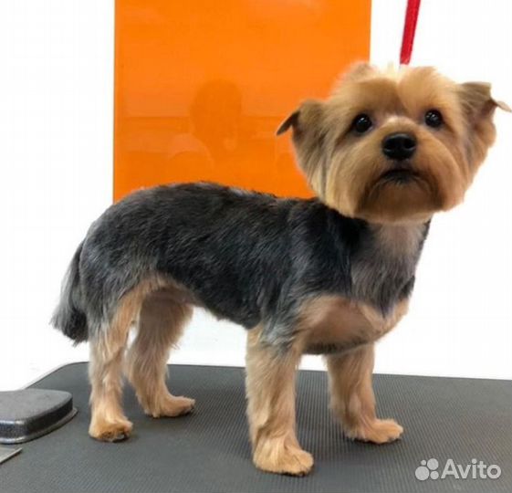 Стрижка собак и кошек