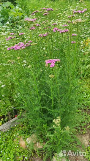 Тысячелистник