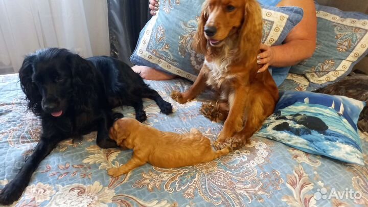 Русский охотничий спаниель