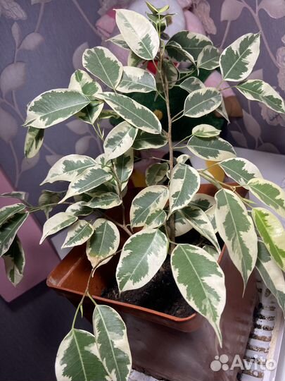 Замиокулькас Зензи,Филодендроны,цикас,герань