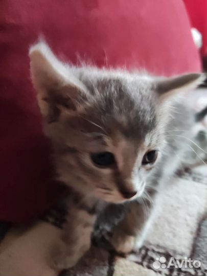 Котенок девочка породы Сфинкс-Браш