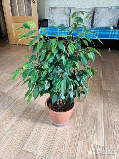 Комнатные растения