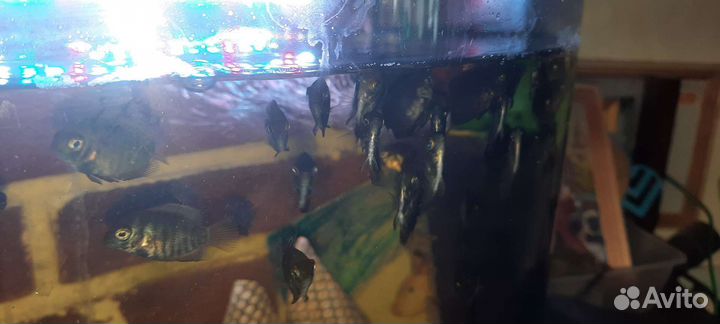 Рыбка Северум