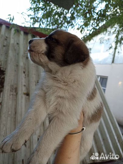 Щенки дворняжки бесплатно