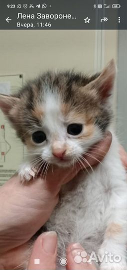 Кошка