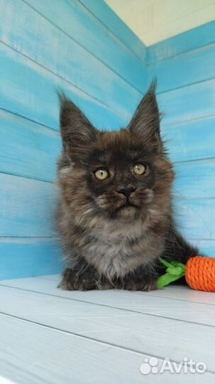 Черный дымный котик