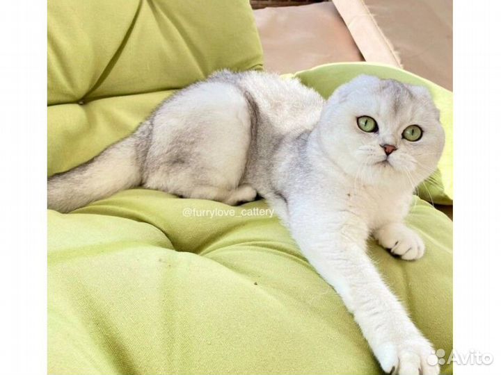 Серебристые котики