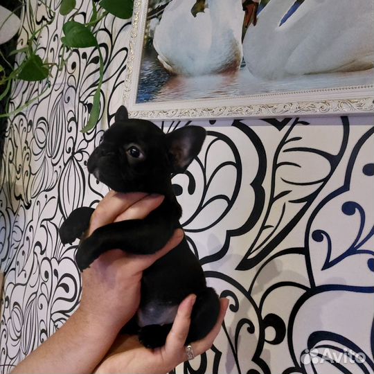 Французский бульдог