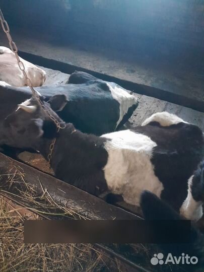 Коровы и телки