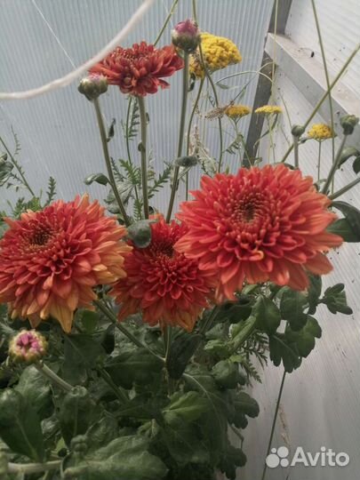 Хризантемы, мультифлора