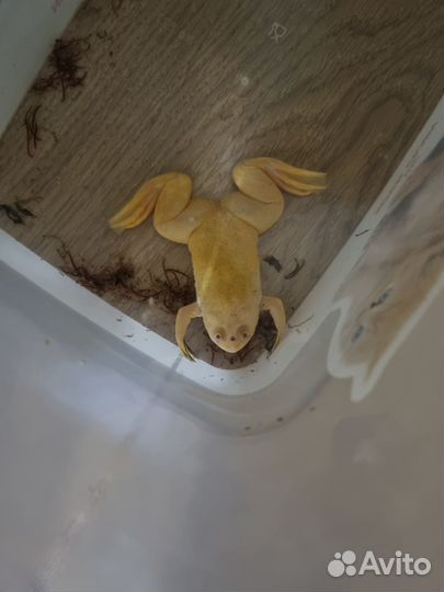 Аквариумные лягушки