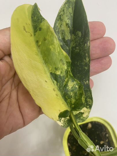 Филодендрон сиам санрайз доместикум вариегатный