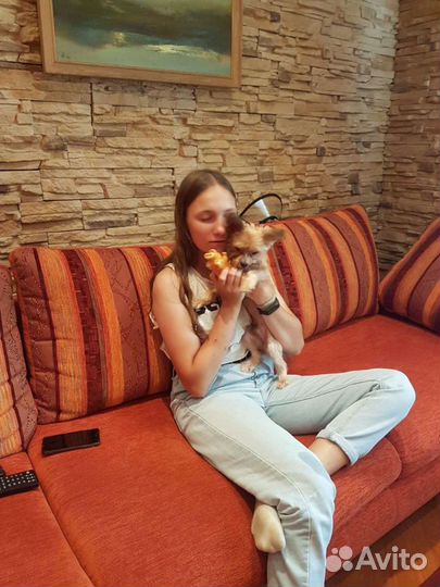 Передержка собак, хорьков, грызунов