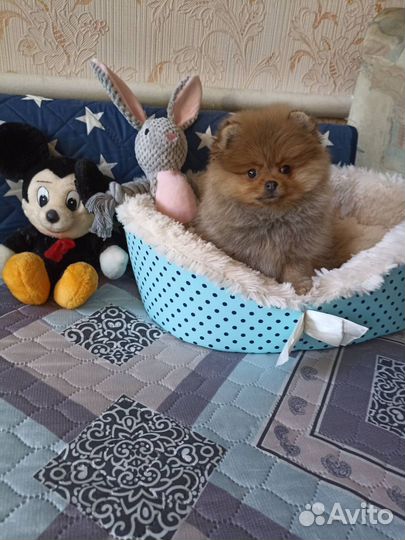 Мини девочка померанского шпица