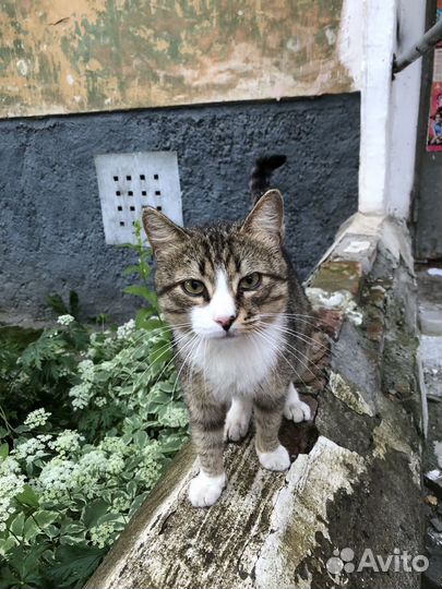 Кот в добрые руки