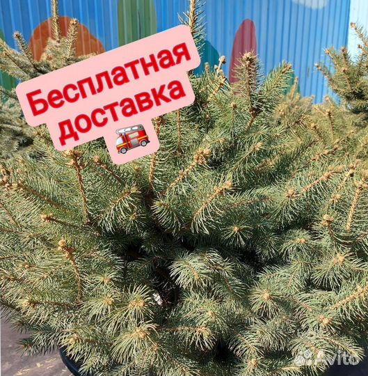Ель премиум от 2.5м предзаказ