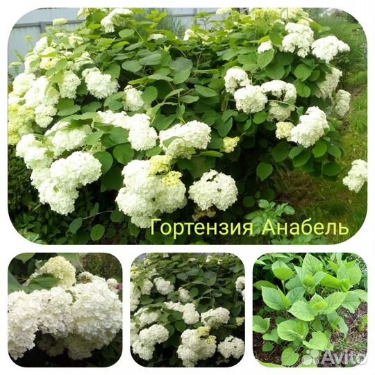 Много многолетников на посадку