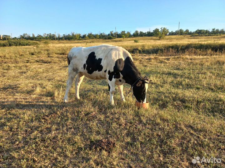 Голштины на корову