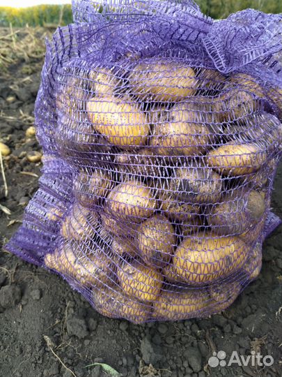 Продам картофель