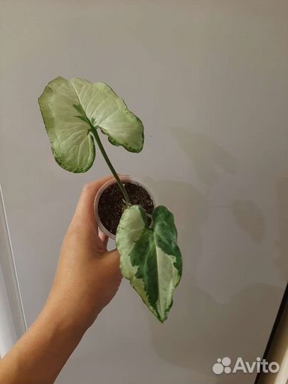 Сингониум Три короля