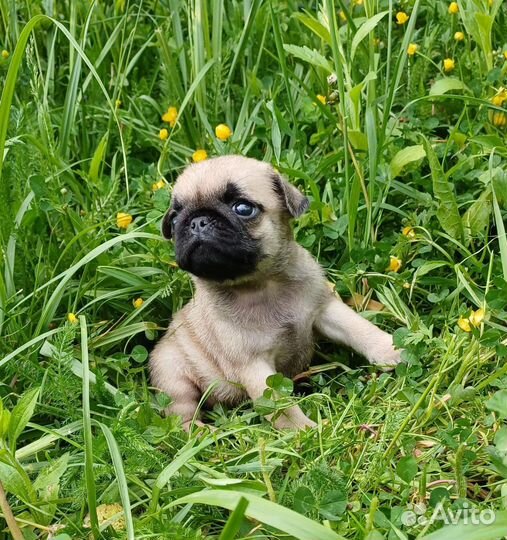 Щенки мопса
