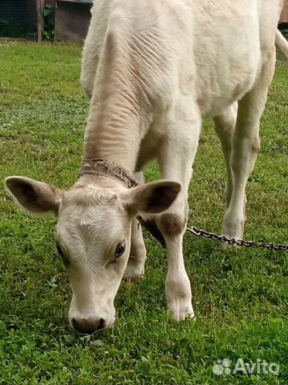 Корова тёлка