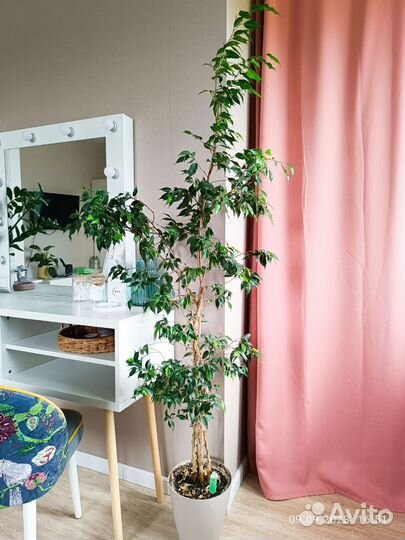 Фикус бенджамина