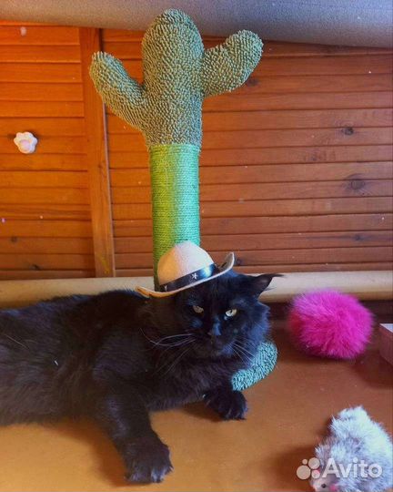 Вязка с крупным мейн-куном чемпионом